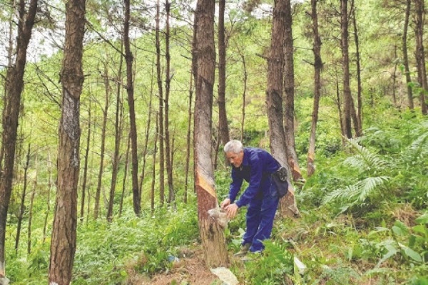 Chấn chỉnh, rà soát số liệu cập nhật và công bố hiện trạng rừng năm 2019